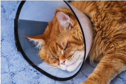 カラーをしている猫