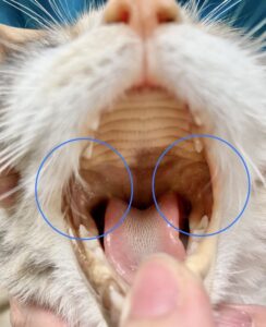 猫の口角頬粘膜