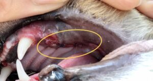 抜歯後の猫の口腔内の様子