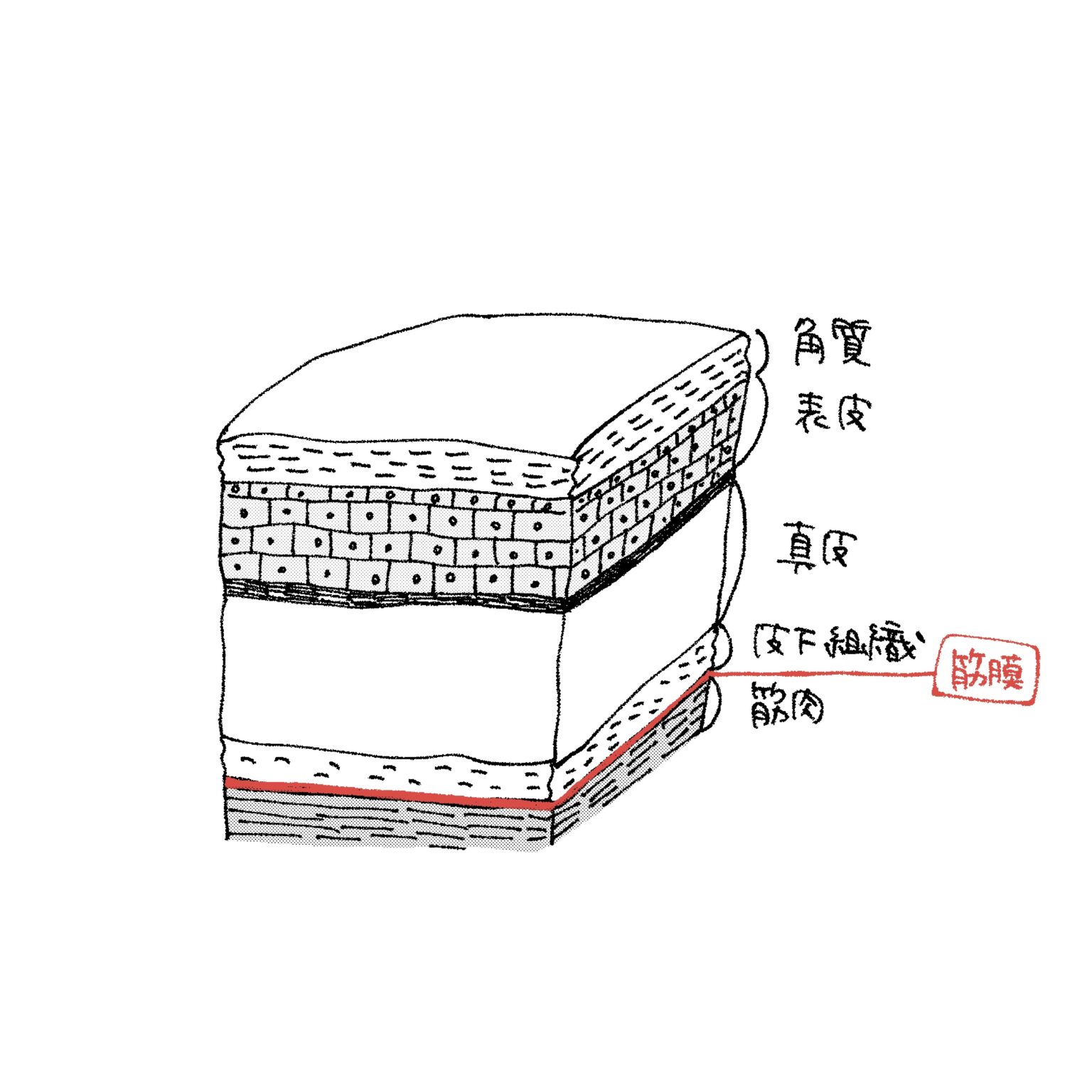皮膚の構造を示したイラスト