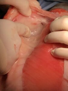 猫の乳腺腫瘍の手術中の様子