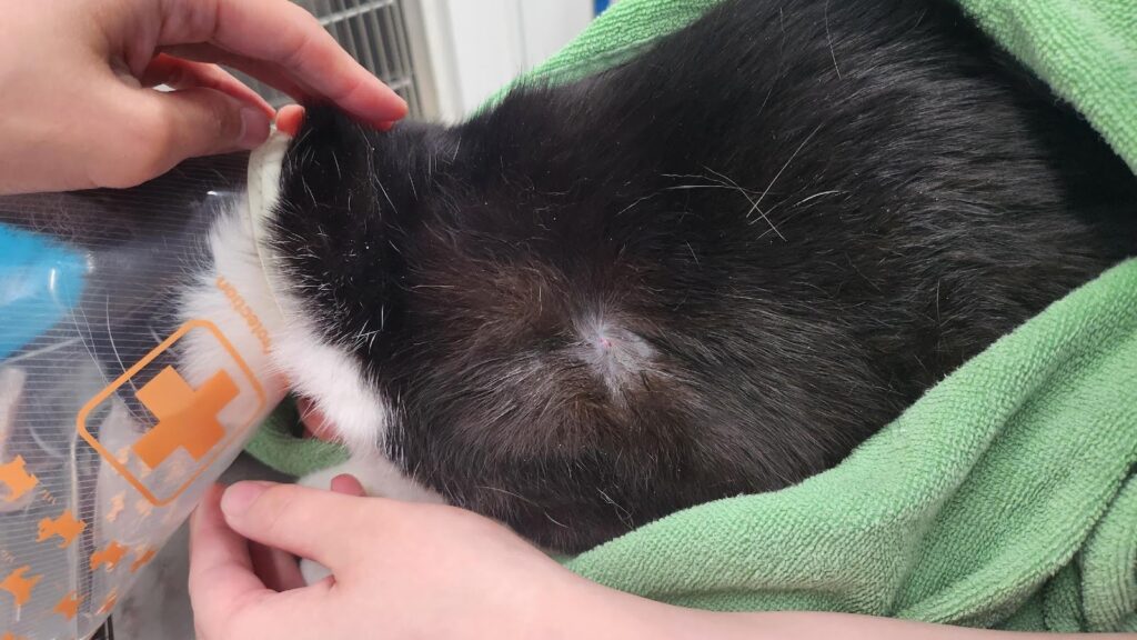 肩甲骨の付近にできものができている猫の様子