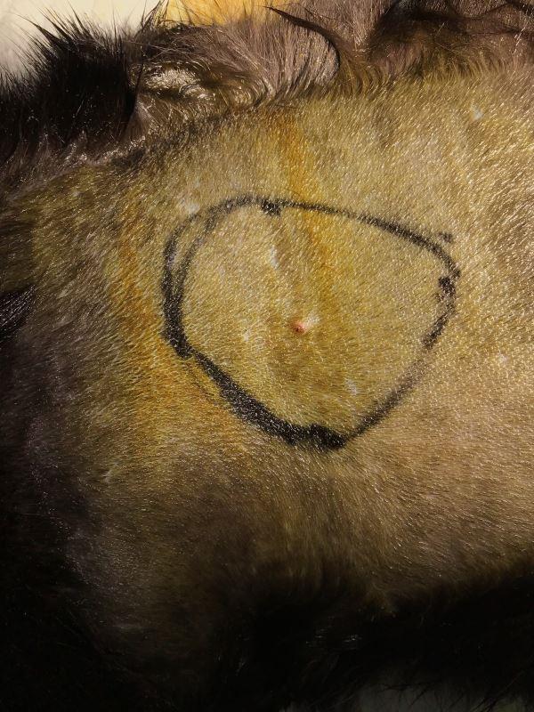 腫瘍の周囲をペンでマーキングしている様子